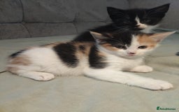 Mixed Breed cats for sale: 8 cute kittens for sale - 5 boys, 3 girls  - Image 16
