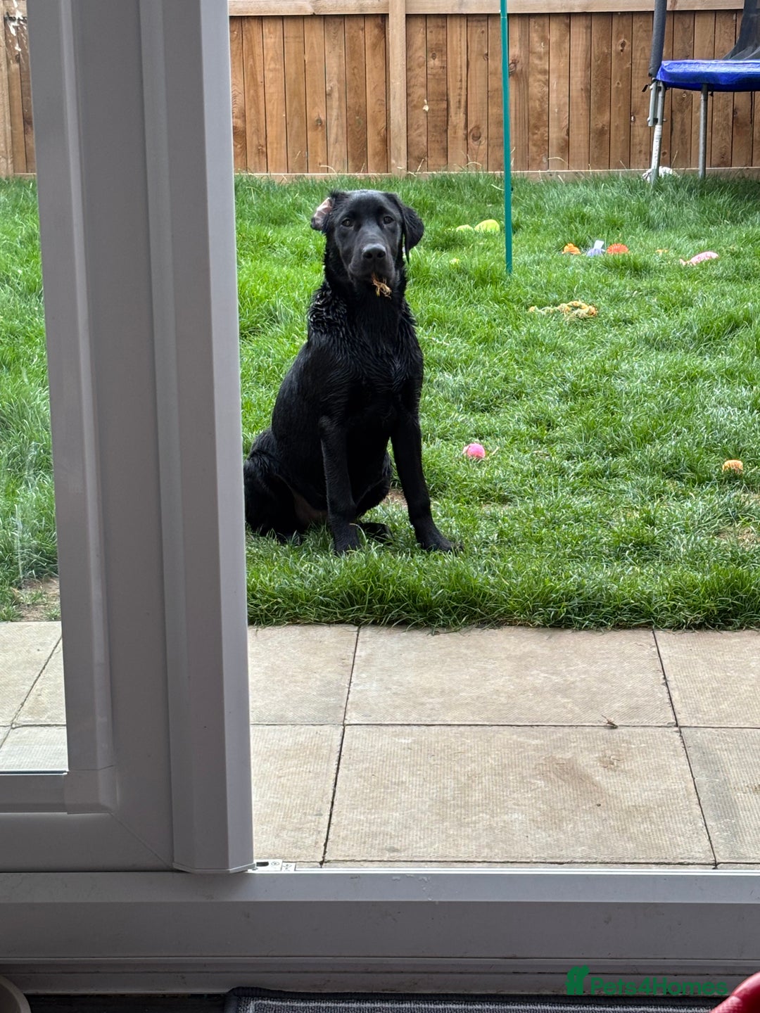 Labrador Retriever dogs for sale: Male Labrador  - Advert 4