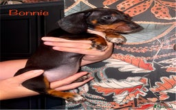 Miniature Dachshund dogs for sale: READY NOW MINI DACHSUND PUPS !!! - Image 4