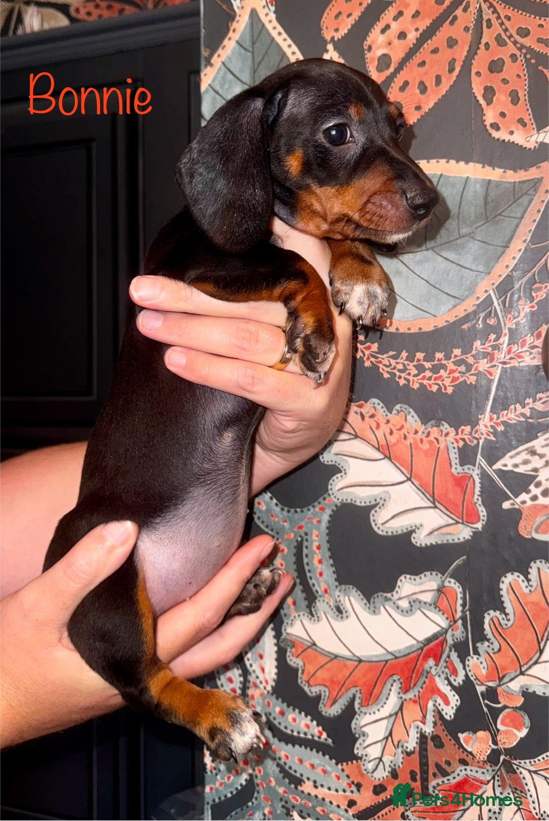 Miniature Dachshund dogs for sale: READY NOW MINI DACHSUND PUPS !!! - Image 4