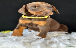 Dobermann dogs for sale: Welcoming the Disco Dobermans litter  - Image 5