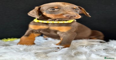 Dobermann dogs - Advert 11