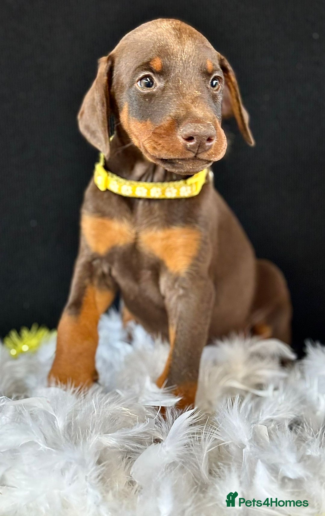 Dobermann dogs for sale: Welcoming the Disco Dobermans litter  - Image 5