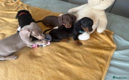 Dachshund dogs for sale: Dachshund puppies  - Image 4
