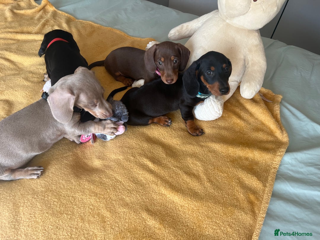 Dachshund dogs for sale: Dachshund puppies  - Image 4