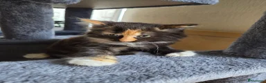 Mixed Breed Kitten 2
