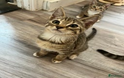 Mixed Breed cats for sale: Pixie bob mixed kittens - Image 5