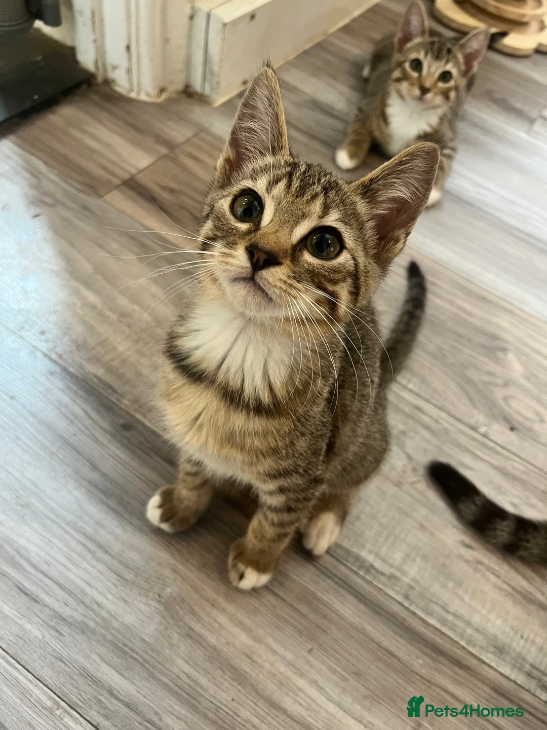 Mixed Breed cats for sale: Pixie bob mixed kittens - Image 5