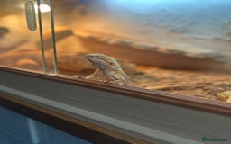 Bearded Dragon reptiles for sale: Bearded Dragon for Sale - Image 4