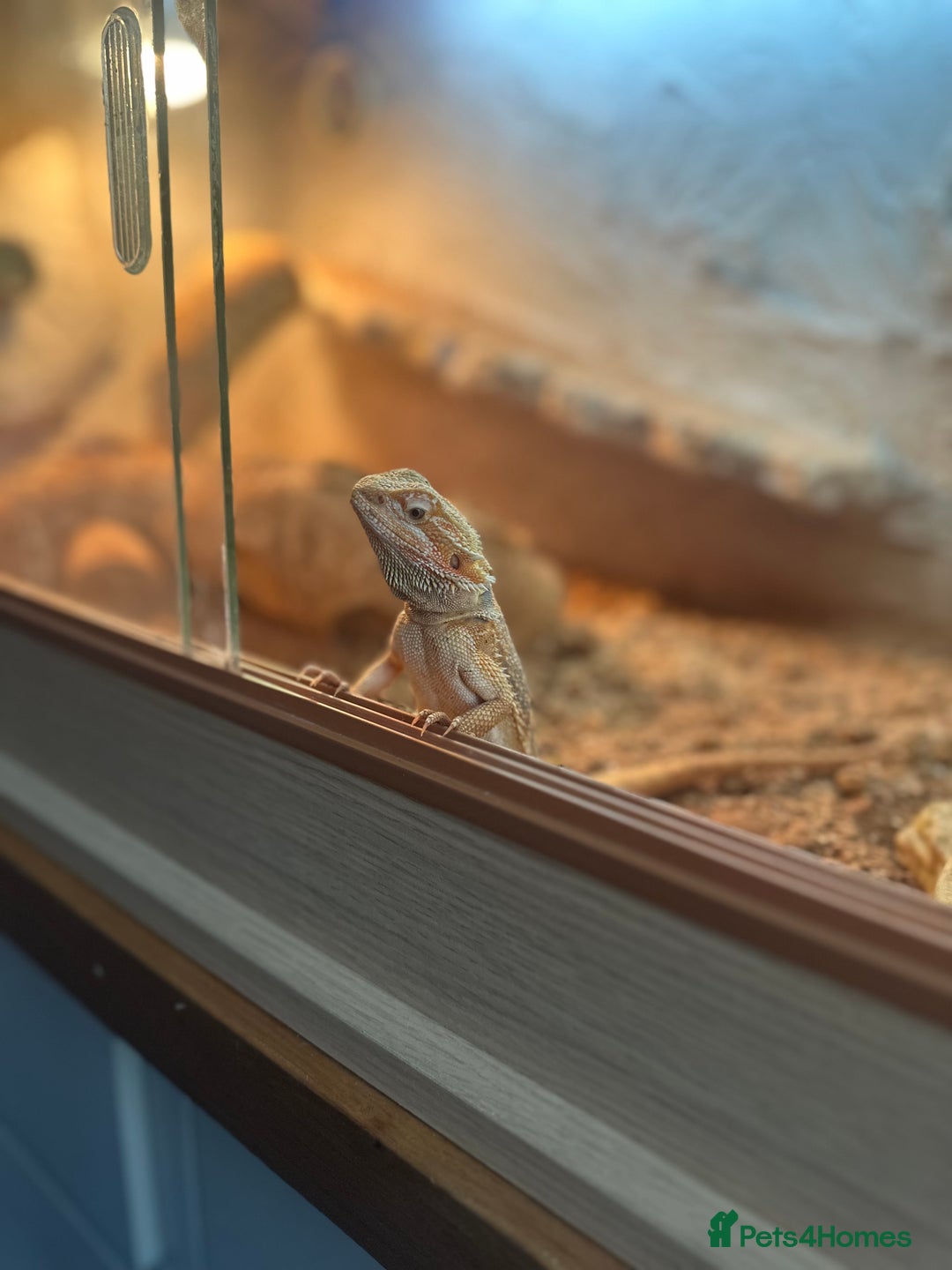 Bearded Dragon reptiles for sale: Bearded Dragon for Sale - Image 4