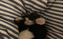 Mixed Breed cats for sale: Girl kitten - Image 1