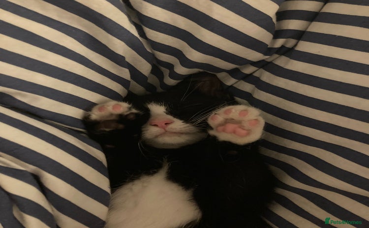 Mixed Breed cats - Advert 1