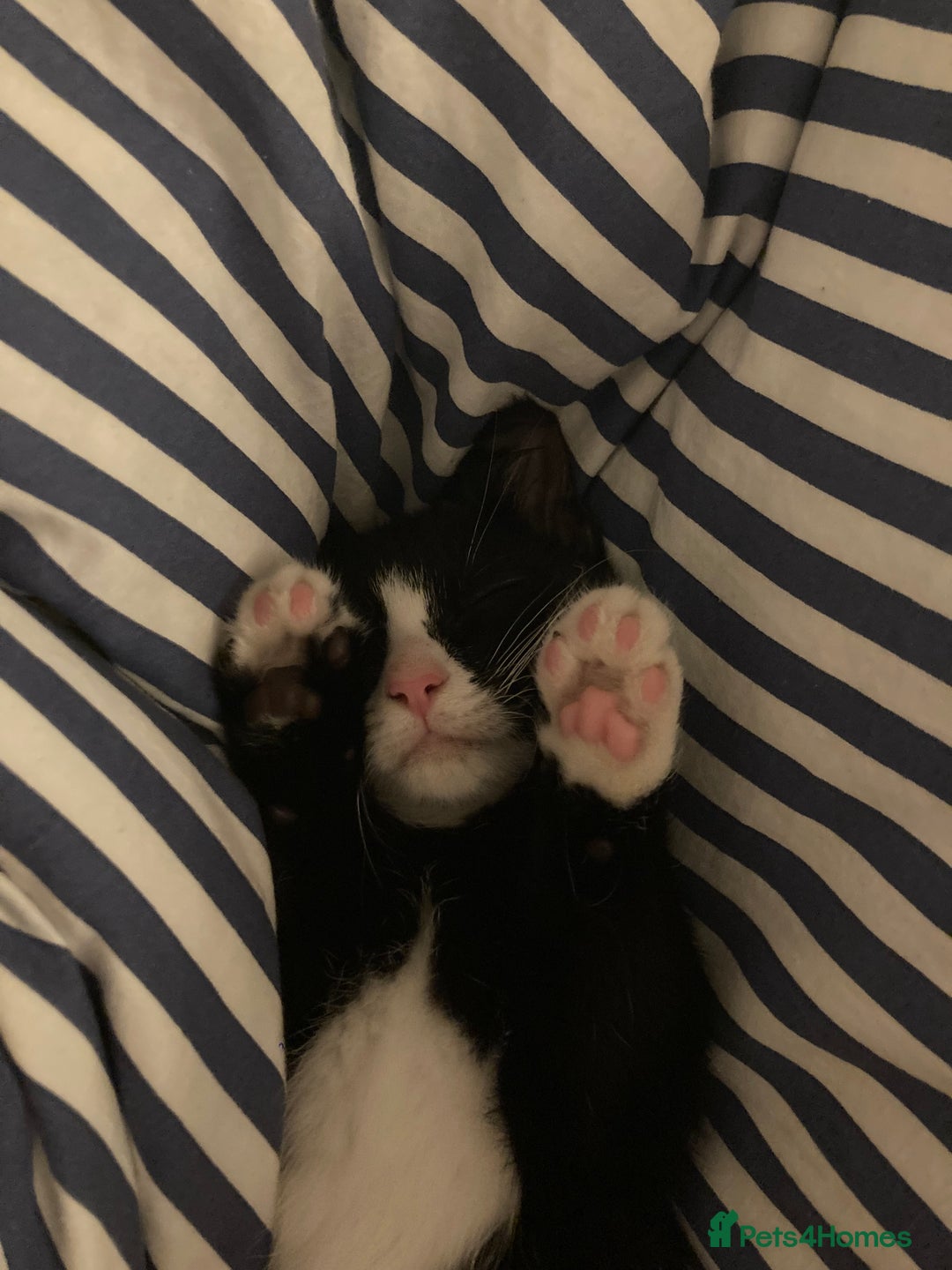 Mixed Breed cats for sale: Girl kitten - Image 1