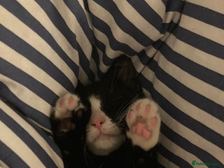 Mixed Breed cats - Advert 13