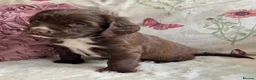 Sprocker dogs for sale: Sprocker Spaniel pups  in Stranraer - Advert 16