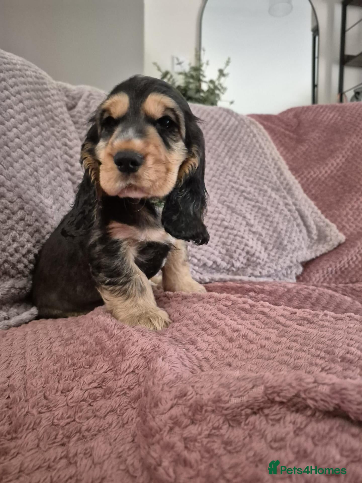 Cocker Spaniel dogs Show Cocker Spaniel Puppies DNA health tested - Advert 2
