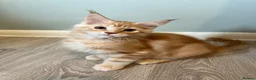 Maine Coon cats for sale: GCCF pedigree Male Maine Coon kittens  - Advert 4