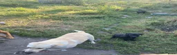 Labrador Retriever dogs for sale: Labrador puppies - Advert 13