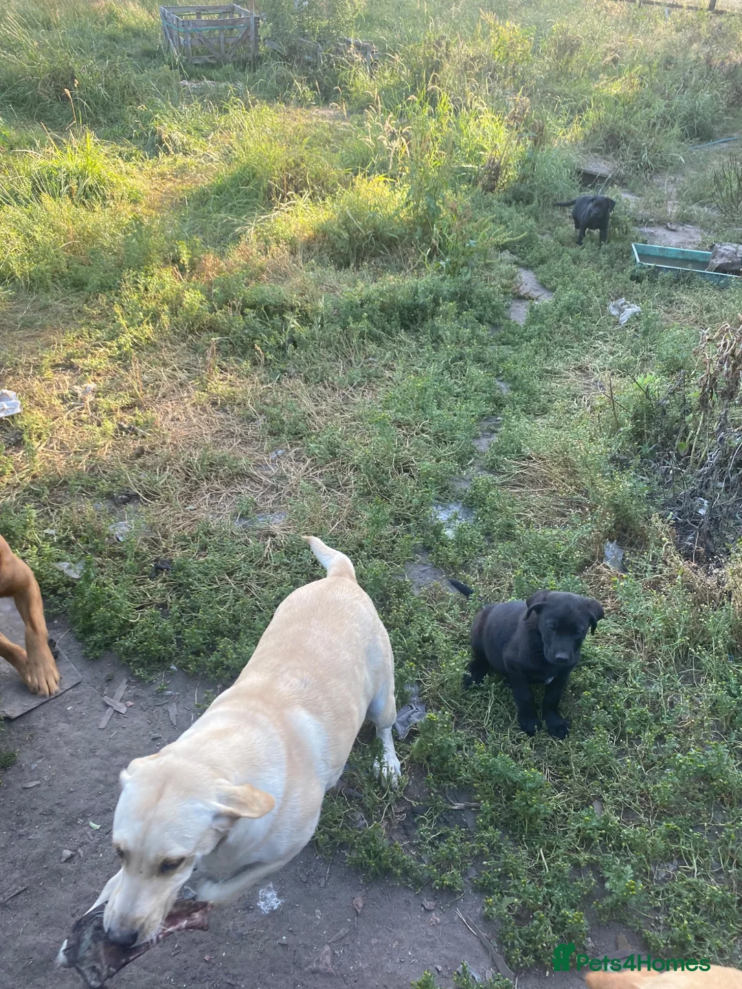 Labrador Retriever dogs for sale: Labrador puppies - Advert 13