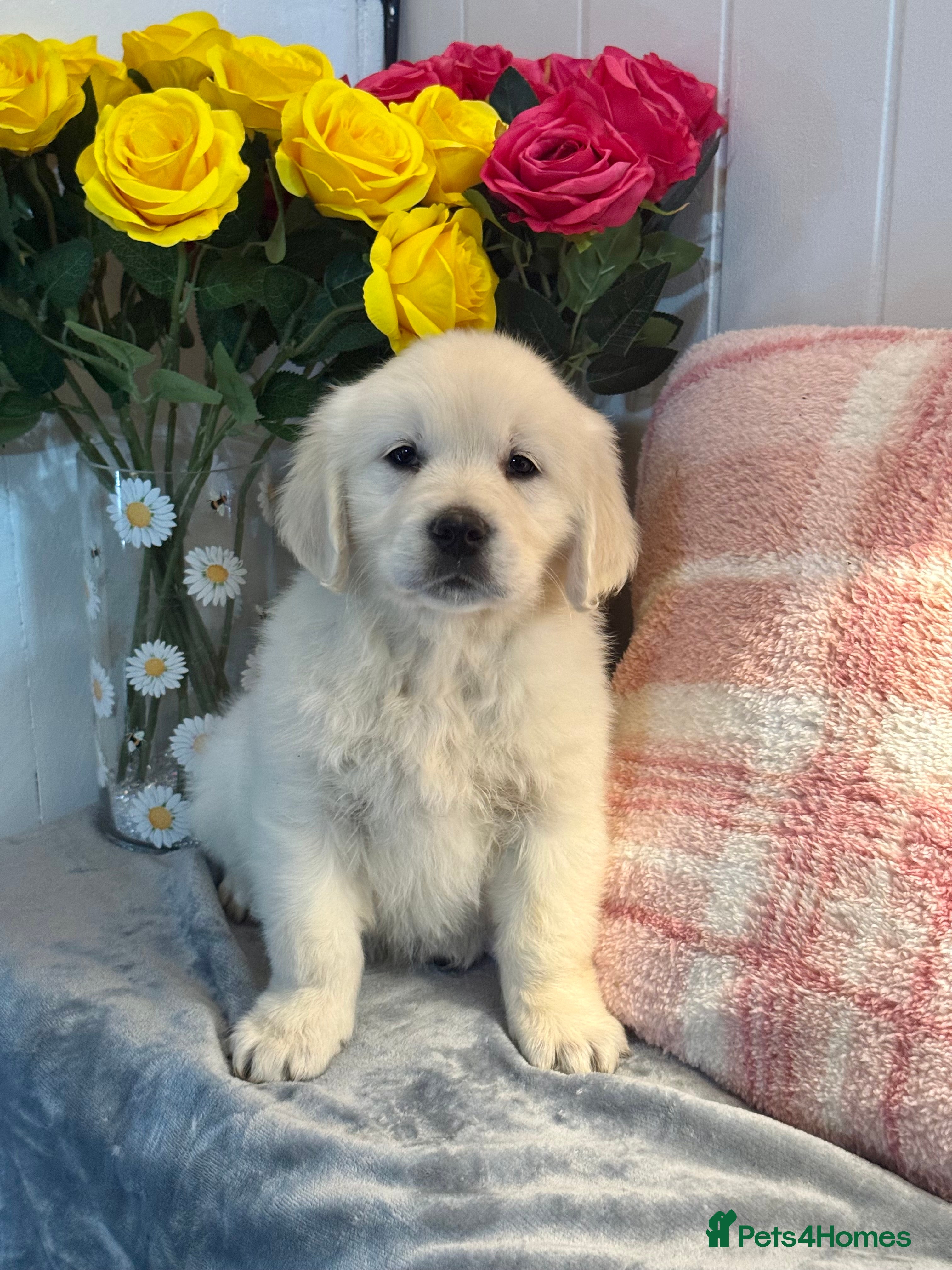 Golden Retriever dogs 8 kc reg gorgeous cream golden retriever puppies  - Advert 10