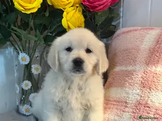 Golden Retriever dogs 8 kc reg gorgeous cream golden retriever puppies - Advert 16