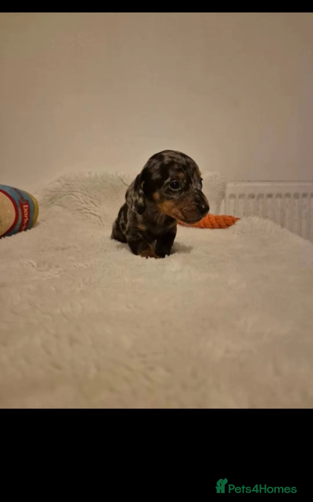 Miniature Dachshund dogs for sale: Stunning Litter of Mniature Dachshund Puppies - Advert 6