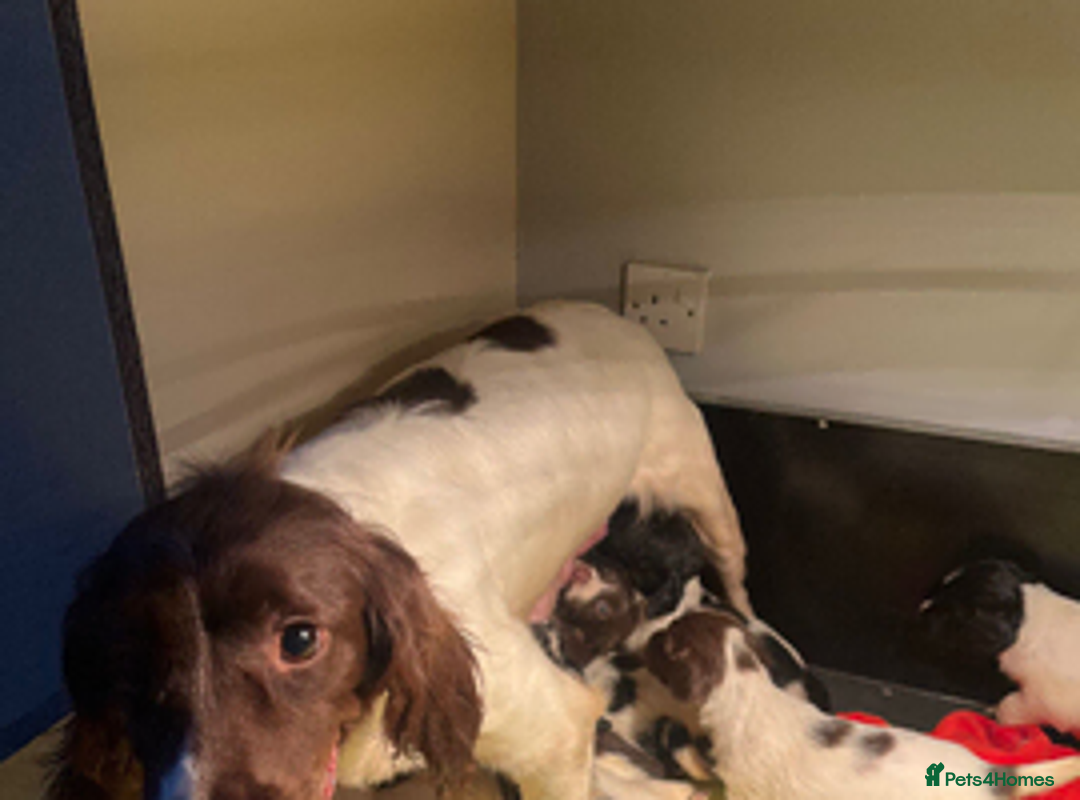 English Springer Spaniel dogs for sale: Springer Spaniel puppies  - Advert 2