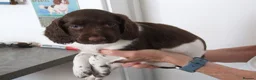 English Springer Spaniel dogs for sale: A Lovely Litter of English Springer Spaniels - Advert 8