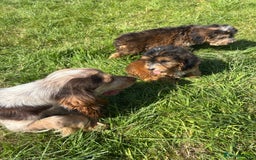Cockapoo dogs for sale: Stunning F1 cockerpoo puppies - Image 16