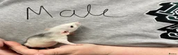 Rat rodents for sale: Baby rats - Advert 14