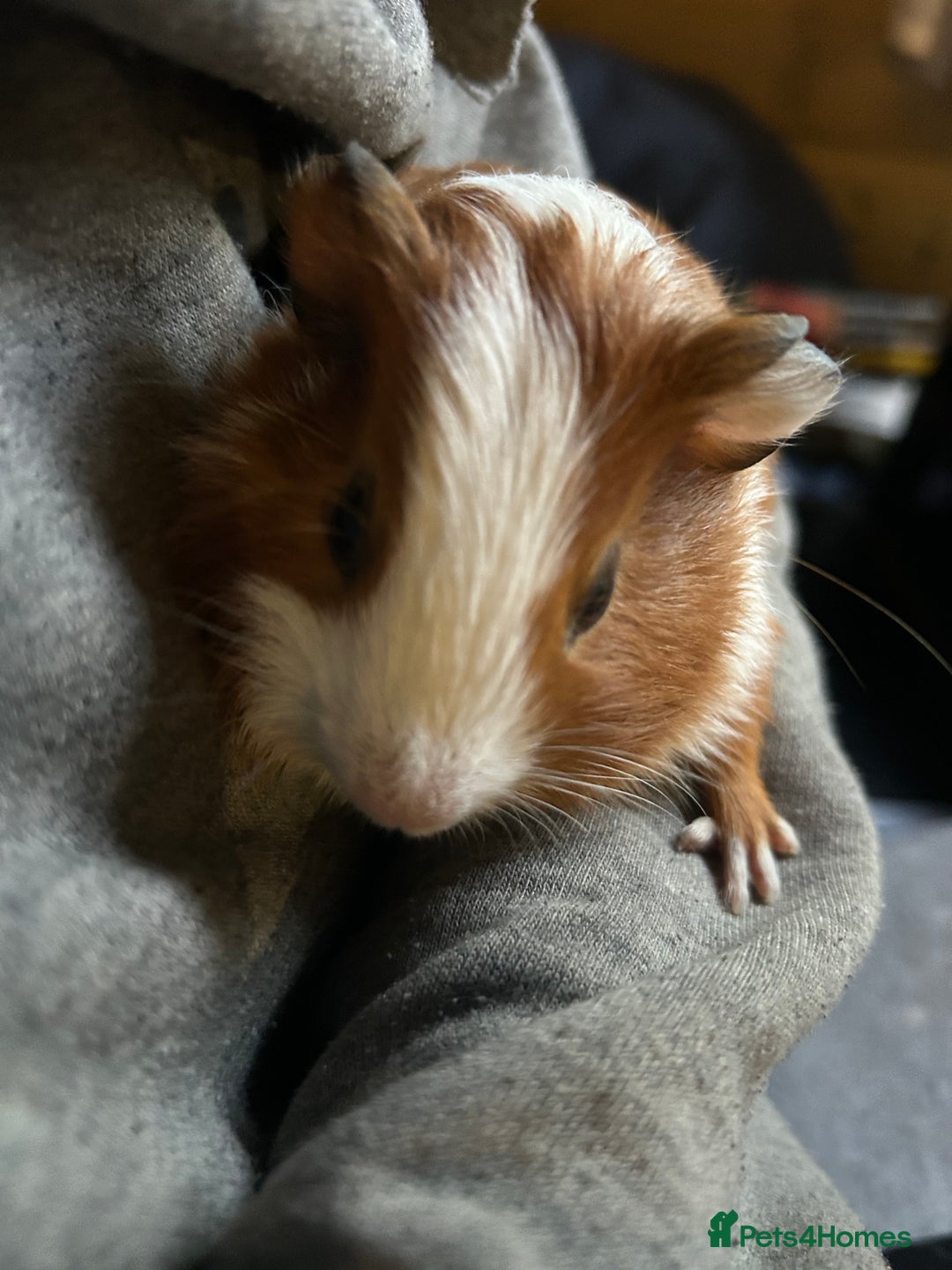 Guinea Pig rodents for sale: Beautiful Baby Guinea Pigs. - Advert 11