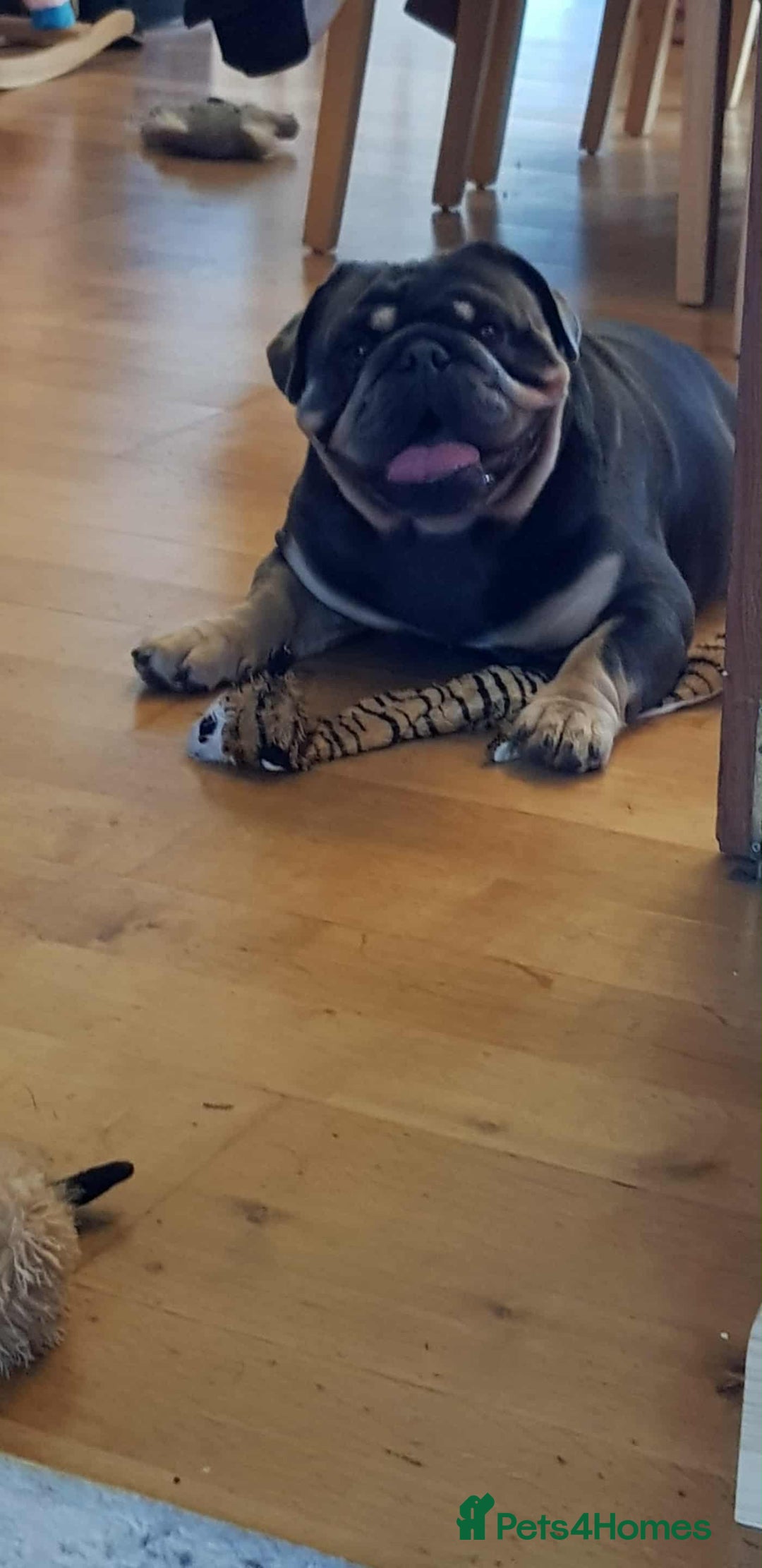 English Bulldog dogs for sale: TWO ENGLISH BULLDOGS  - Image 5