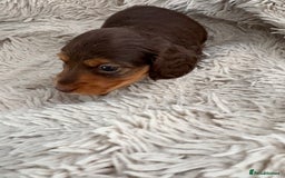 Miniature Dachshund dogs for sale: Long haired mini male dachshunds pups KC reg  - Image 10
