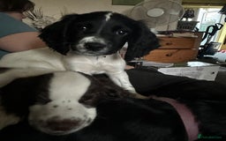 Sprocker dogs for sale: Sprocker for sale only 2 boys left. - Image 1