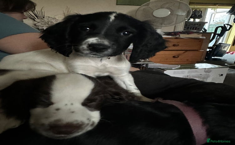 Sprocker dogs - Advert 11