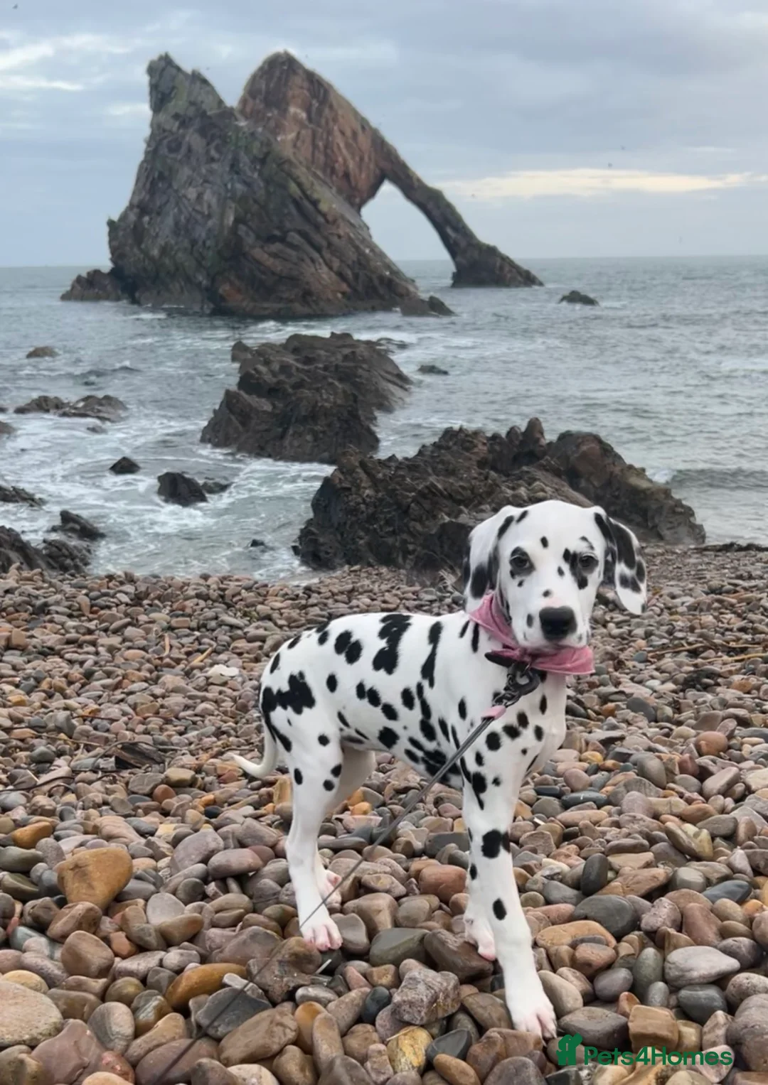 Dalmatian dogs for sale: KC Registered Dalmatian Puppies  - Advert 4