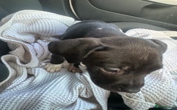 Mixed Breed dogs for sale: Staff x cane corso puppies - Image 27