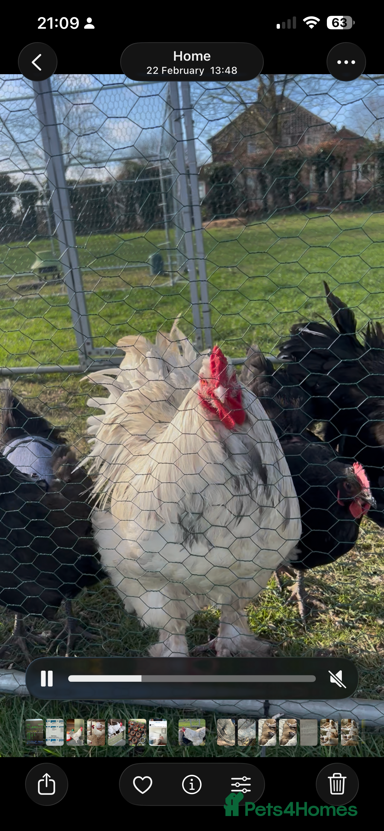 Chickens poultry Splash Brahma - Advert 1