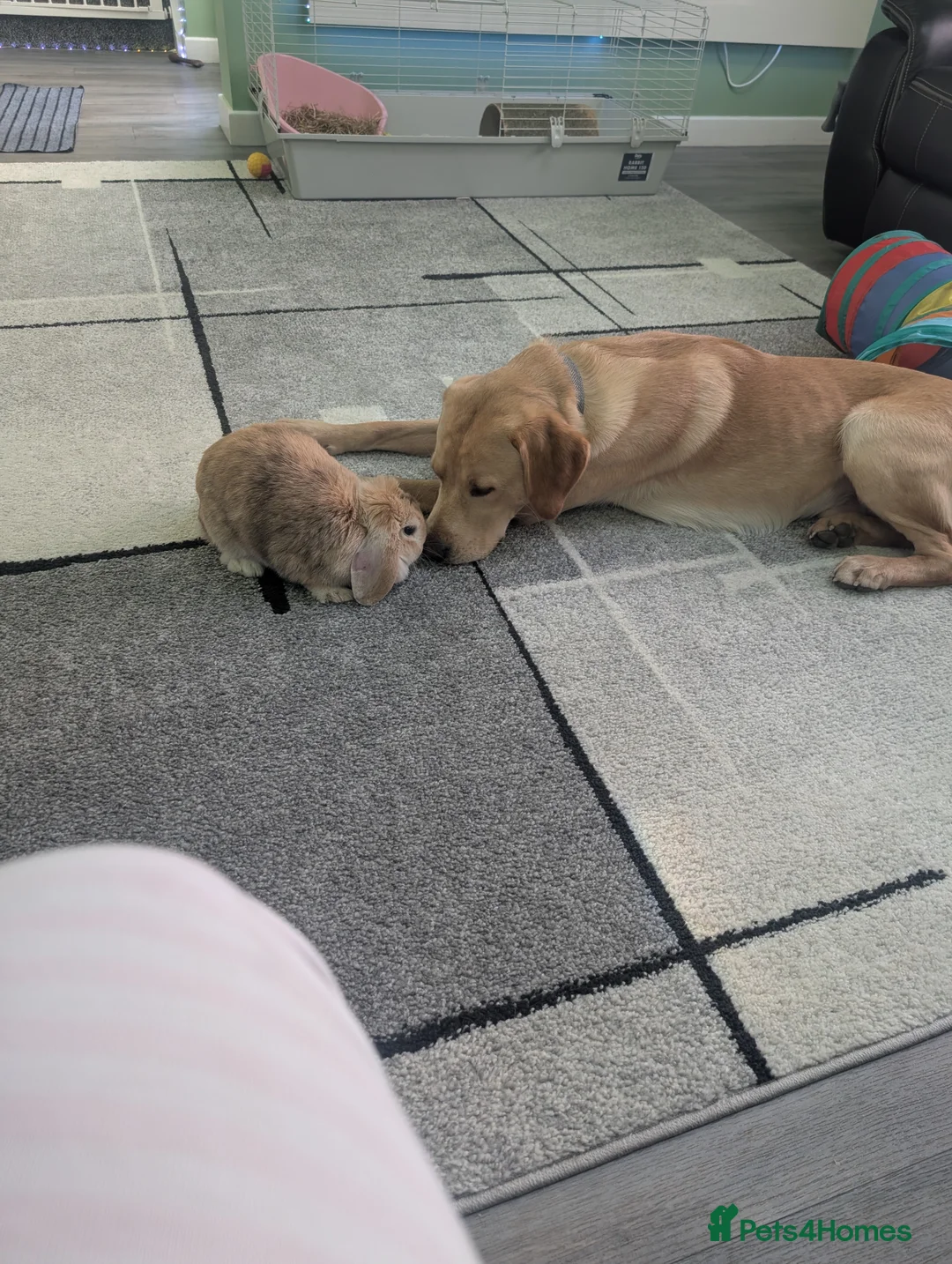 Mini Lop rabbits for sale: Mini lop female rabbit  in Banff - Advert 2