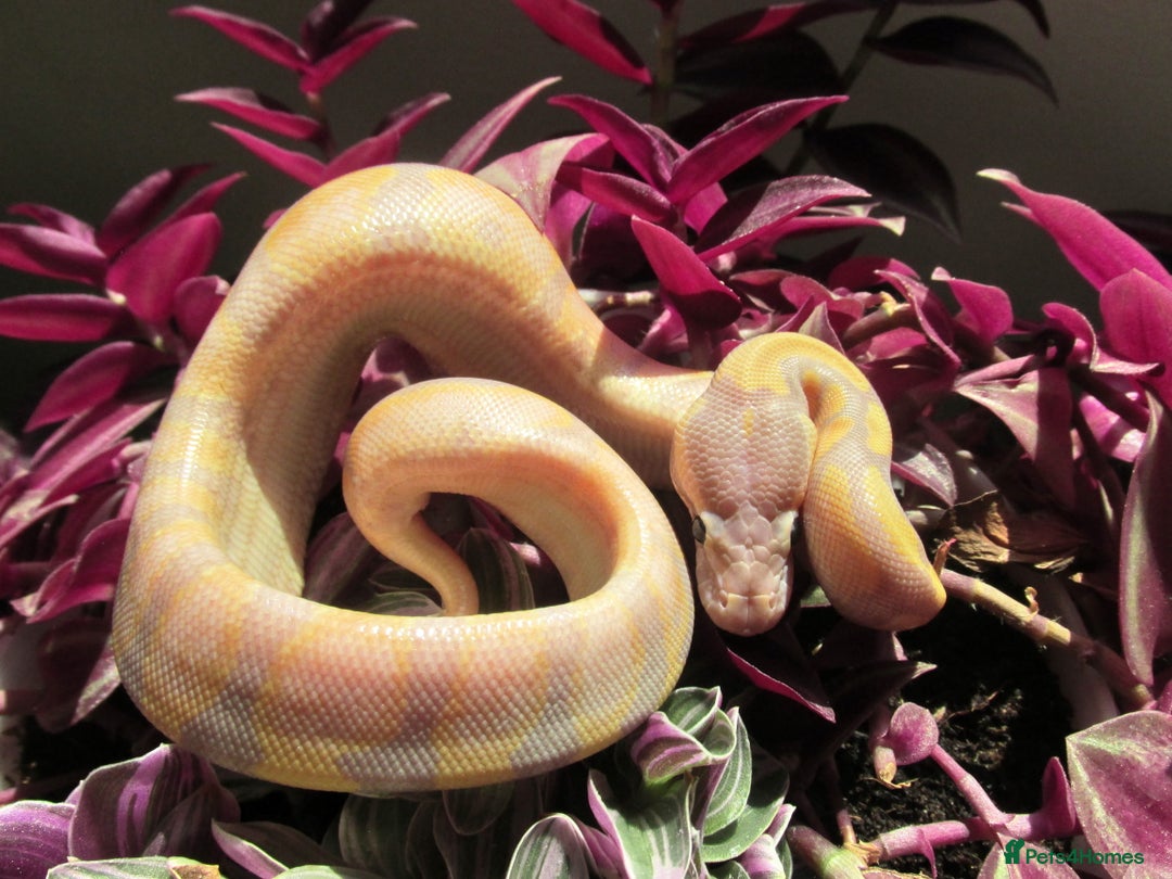 Python Snake reptiles for sale: banana Fire pastel ball python male - Image 5