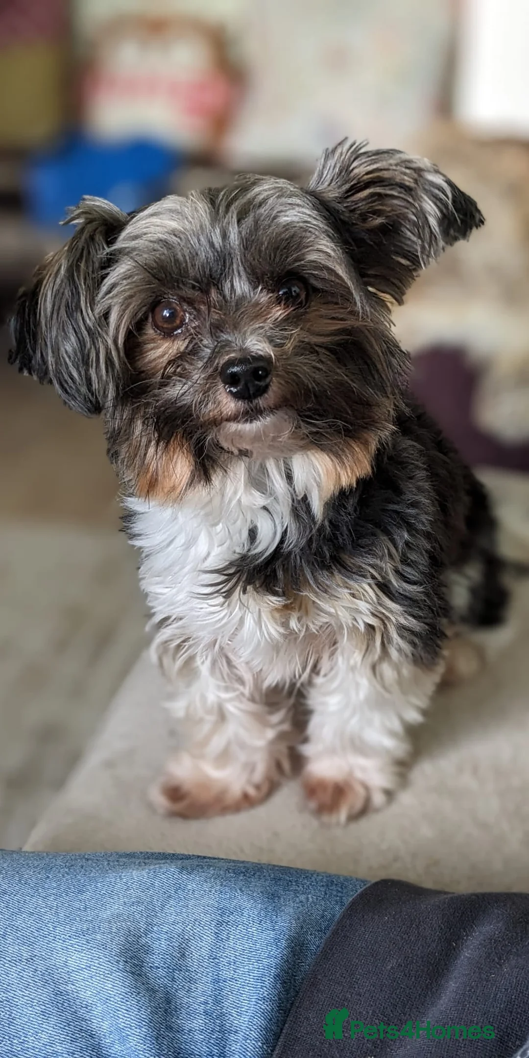 Biewer Terrier dogs for stud: Purebred Pedigree Biewer Terrier Proven Stud in Merthyr Tydfil - Advert 11