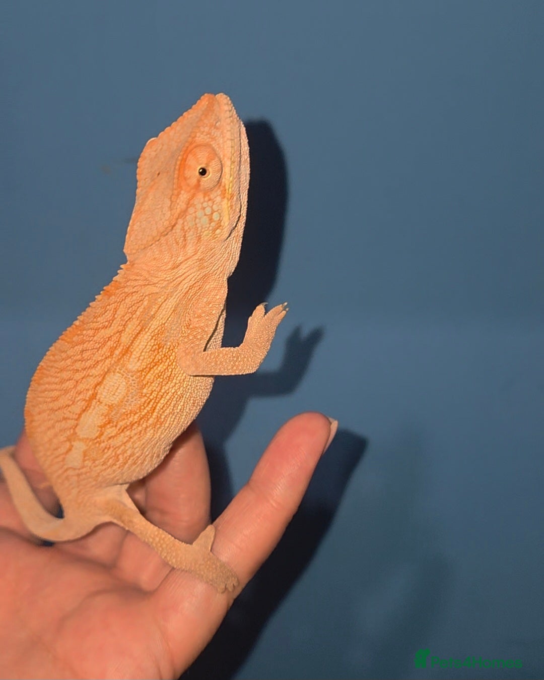 Gecko reptiles for sale: Current reptiles for sale - Advert 3