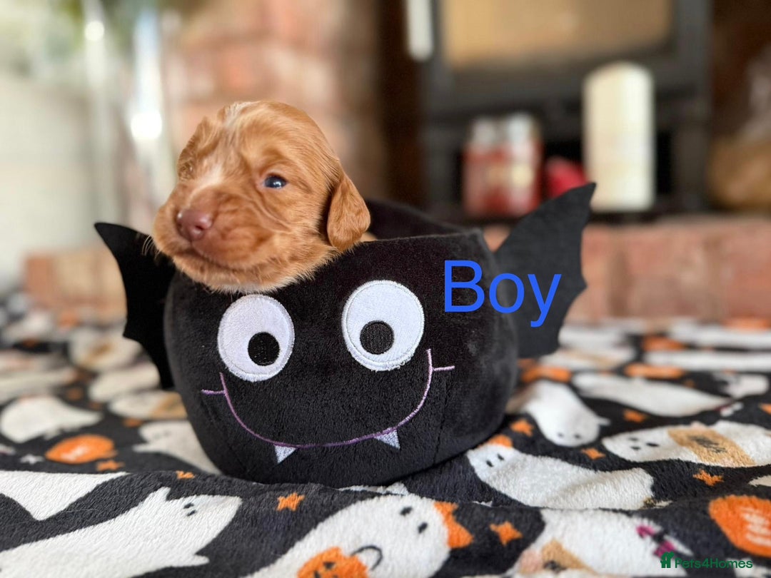 Cocker Spaniel dogs for sale: Pedigree Working Cocker Spaniel Puppies - Image 3