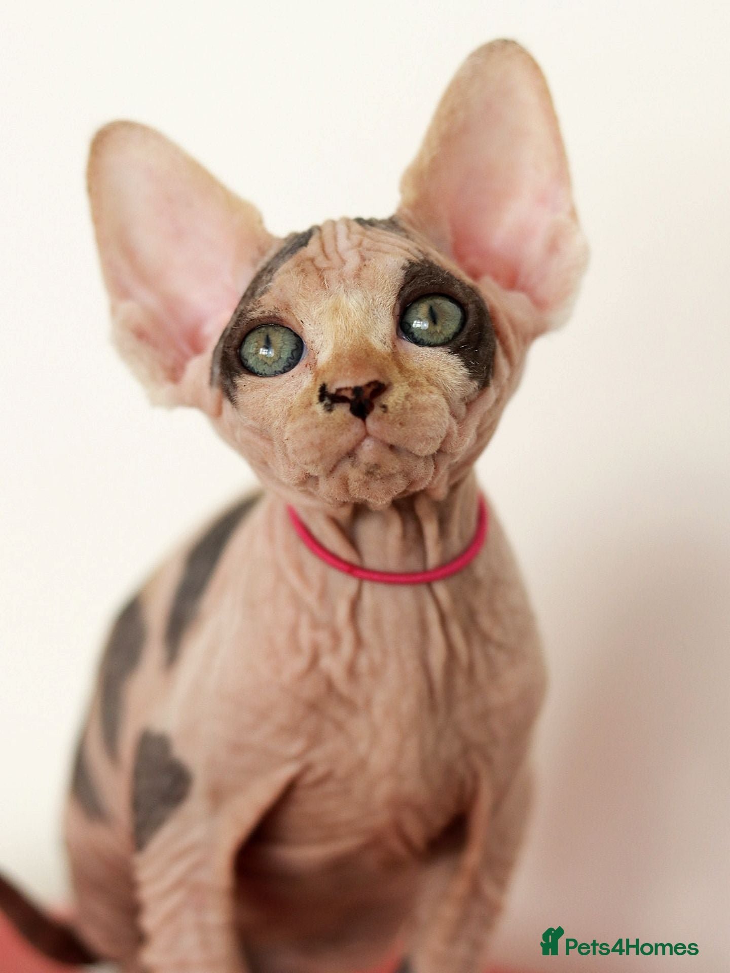 Sphynx cats Beautiful Pedigree Sphynx Kittens  - Advert 2