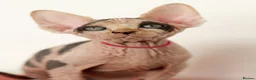 Sphynx cats for sale: Beautiful Pedigree Sphynx Kittens  - Advert 1