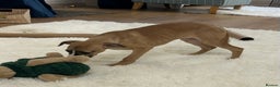 Whippet dogs for sale: Male puppy available Full pedigree and kc reg  - Advert 6