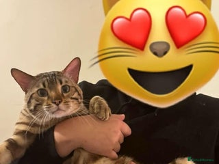 Bengal cats Beautiful Blue Eyed Bengal - Advert 1