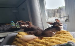 Mixed Breed dogs for sale: Lovely Little Dogs (Brothers) - Image 1