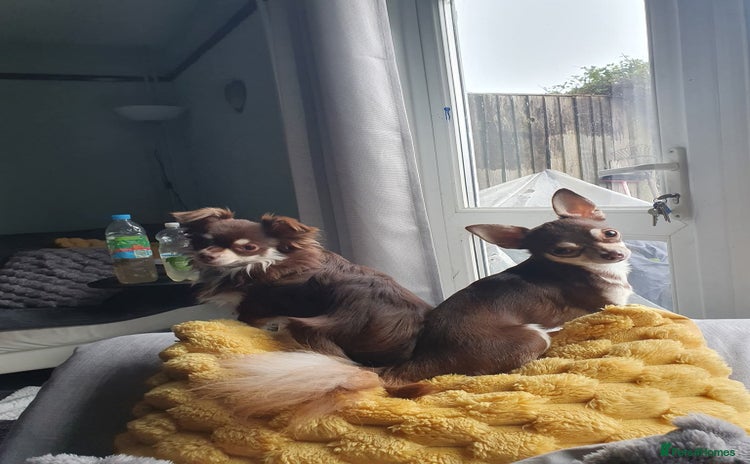 Mixed Breed dogs - Advert 16