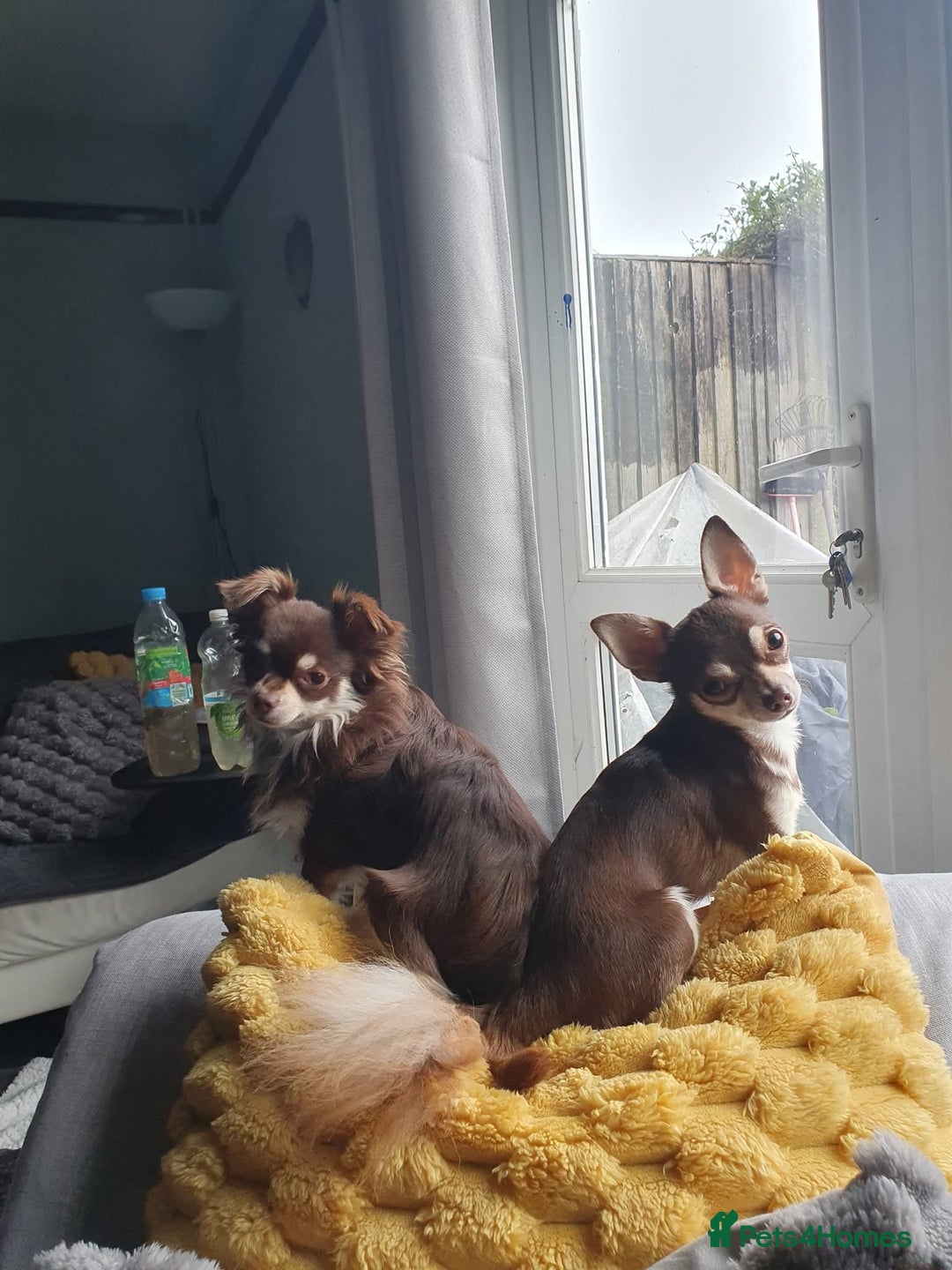 Mixed Breed dogs for sale: Lovely Little Dogs (Brothers) - Image 1